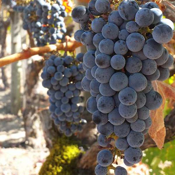 Grapes in Spangler Vineyards